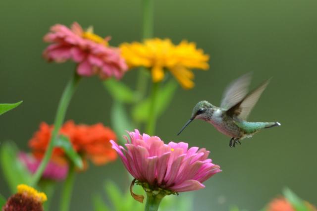 Hummingbirds