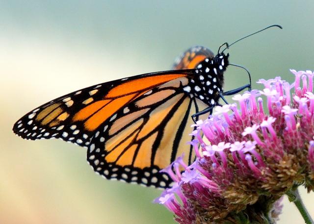 Monarch Butterfly Migration