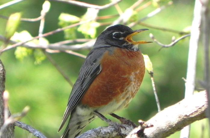 American Robins