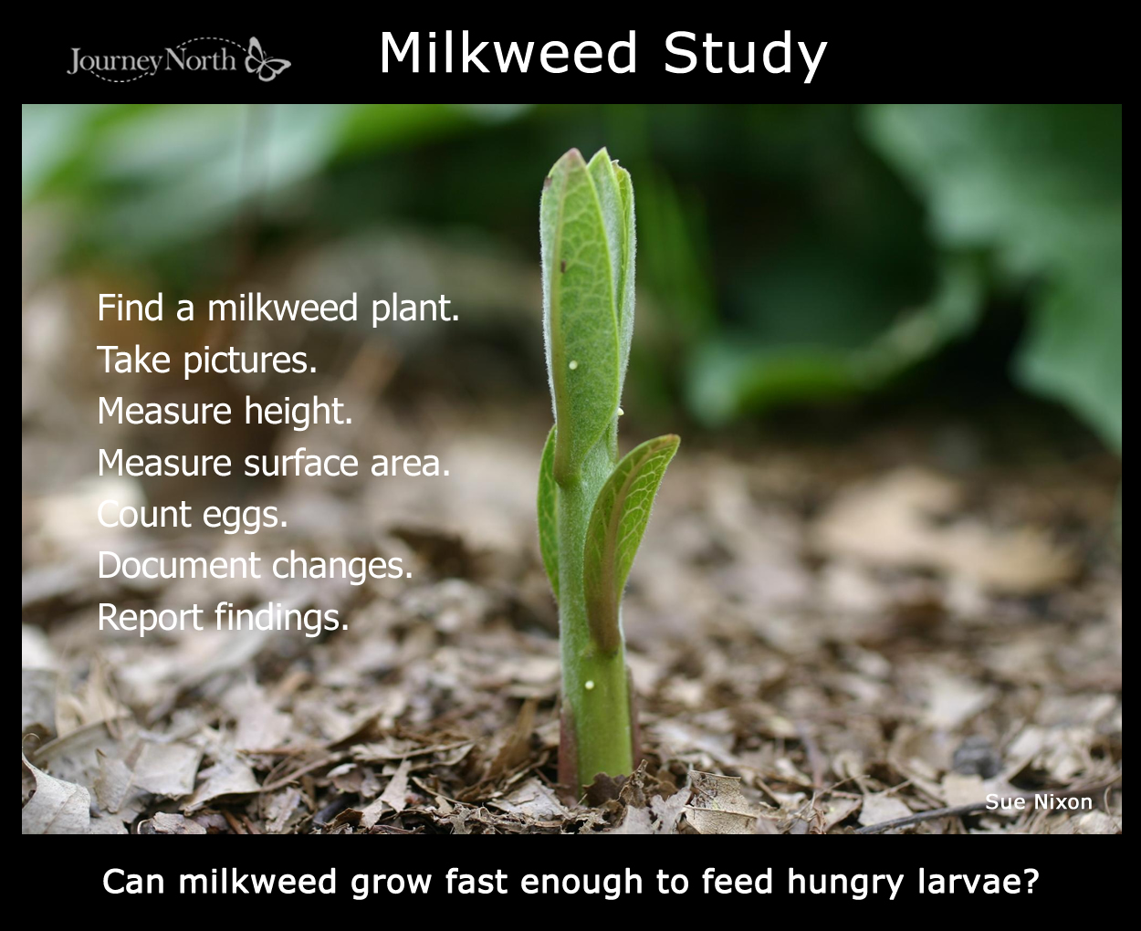 Milkweed Study