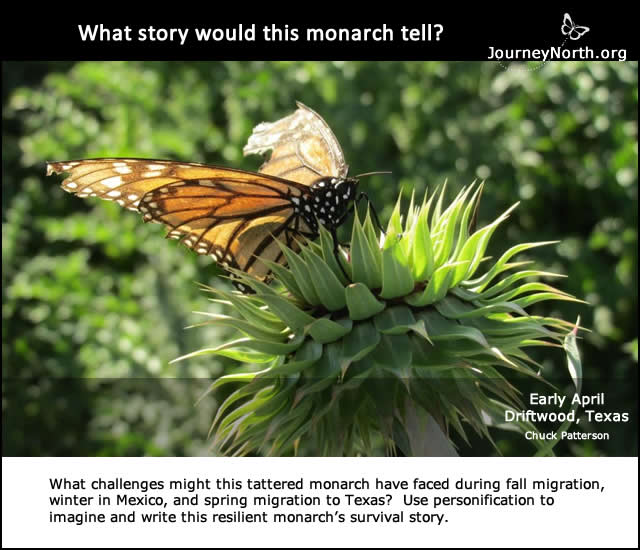 Monarch Butterfly Journal 