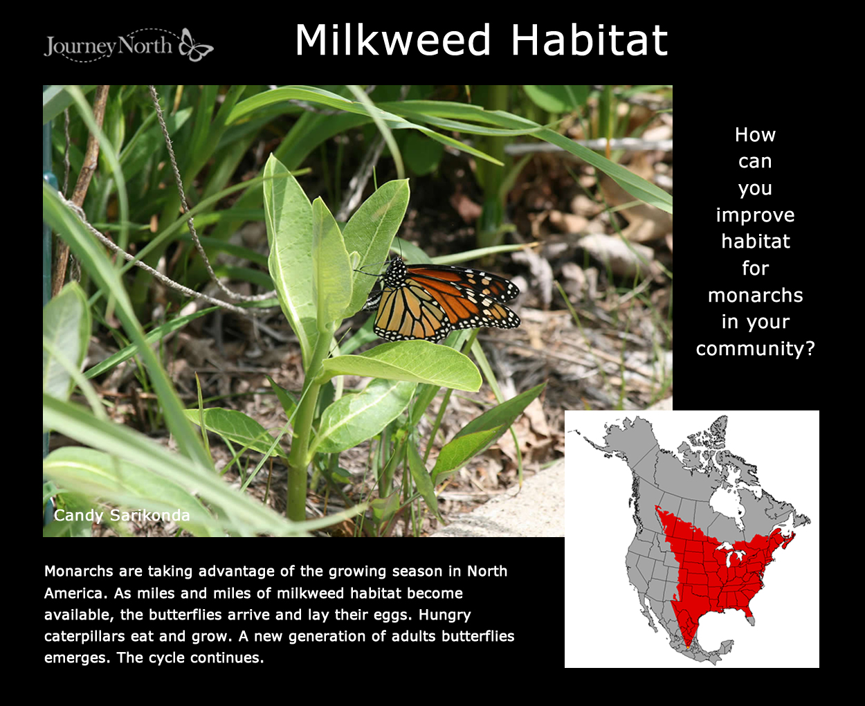 Journal: Milkweed Habitat