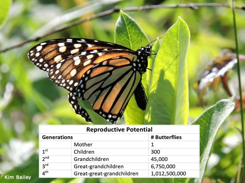 Table showing reproductive potential of one monarch butterfly