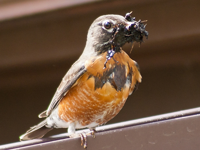 Robin carrying mud