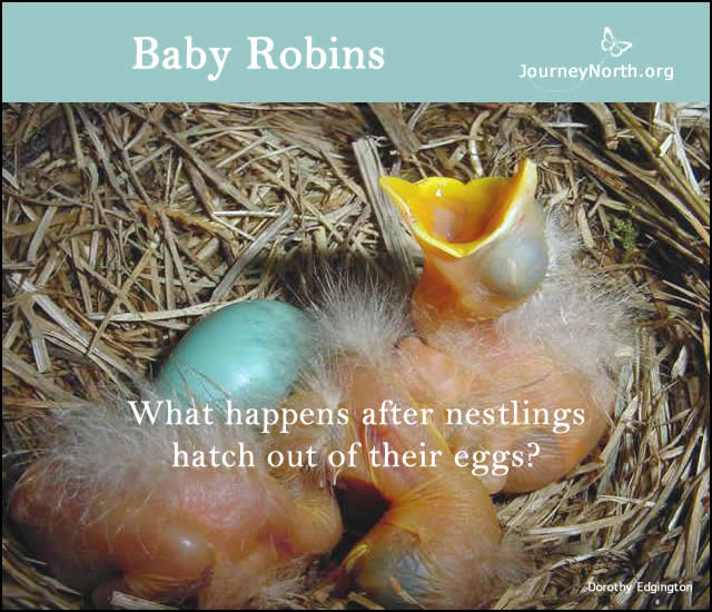 Infographic of baby robin in nest with open beak