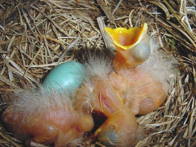 Image of baby robins in nest with open beak