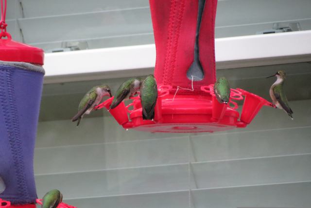 Photo of hummingbird feeder with cloth sleeve for warmth