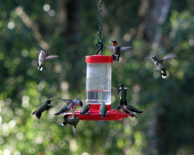 Image of many hummers around feeder by Scott Brega