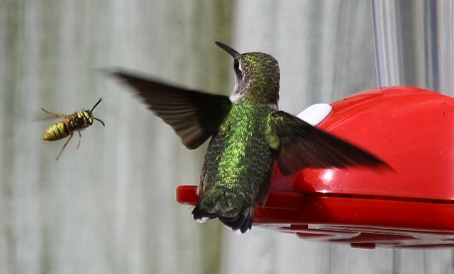 Photo of hummingbird and bee