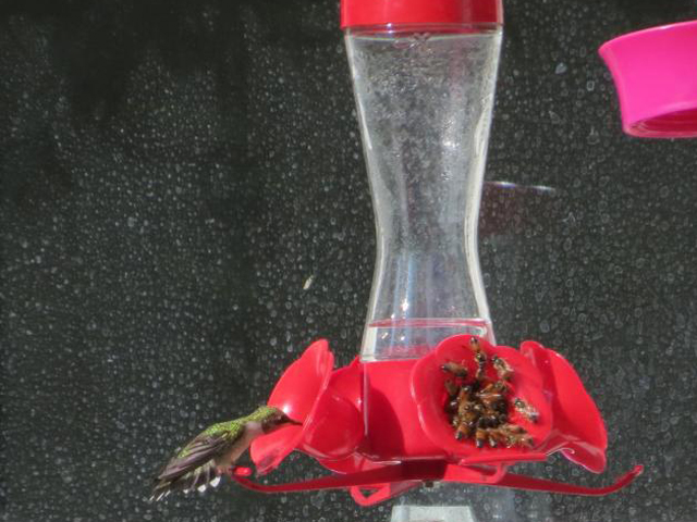 Photo of hummingbird and swarm of bees at feeder