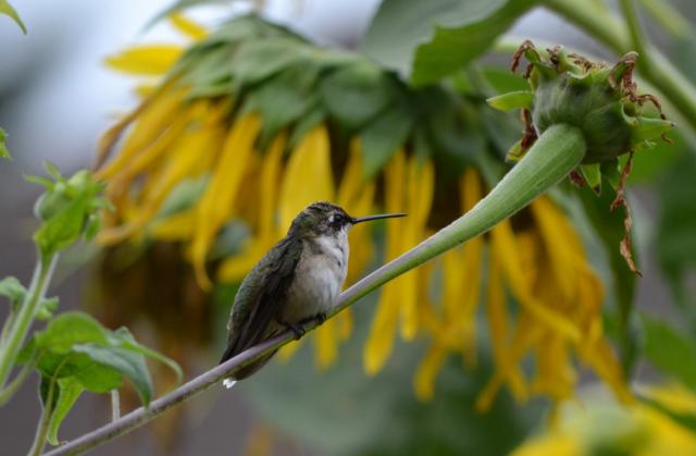 Hummingbird Perching on Sunflower by Amy Evoniuk