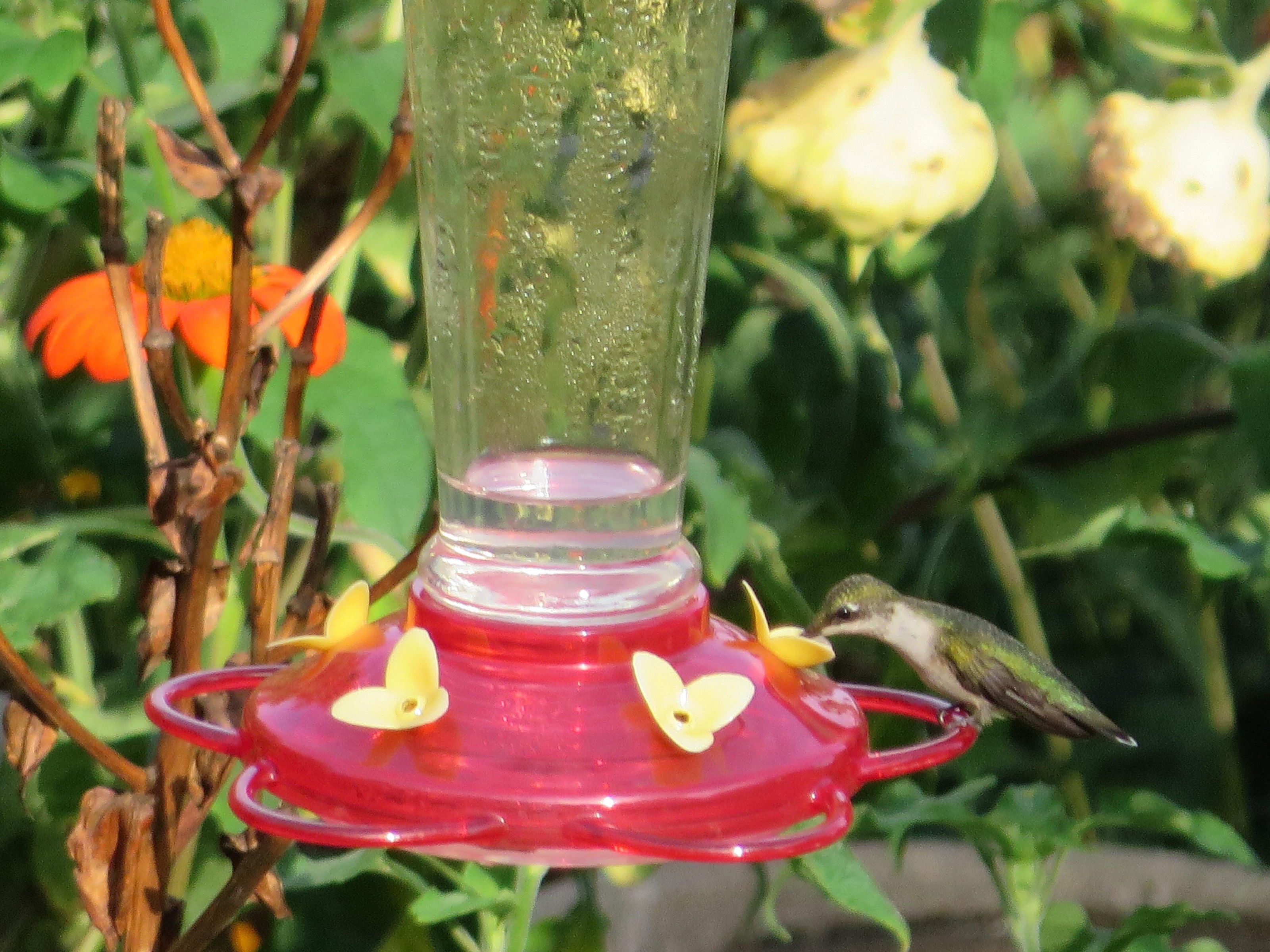 Photo of hummingbird at a feeder