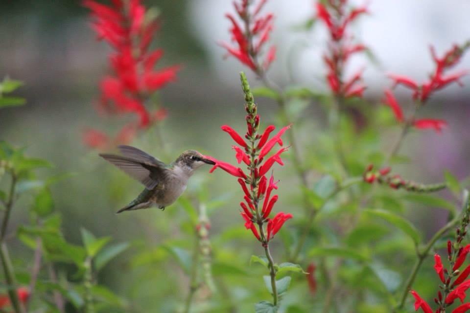 Photo of hummingbird nectaring on pineapple sage