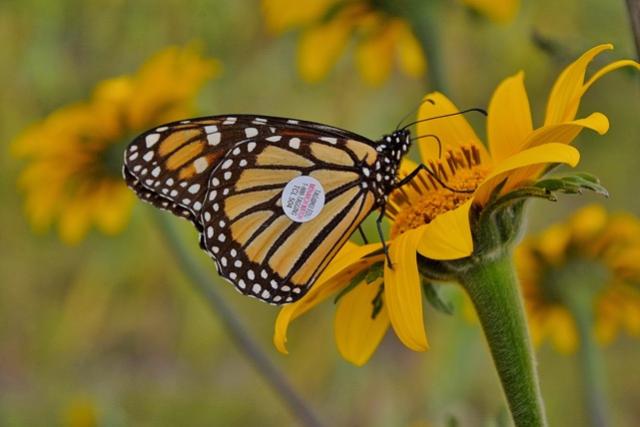 Image of a tagged monarch butterfly by Alfonso Banda