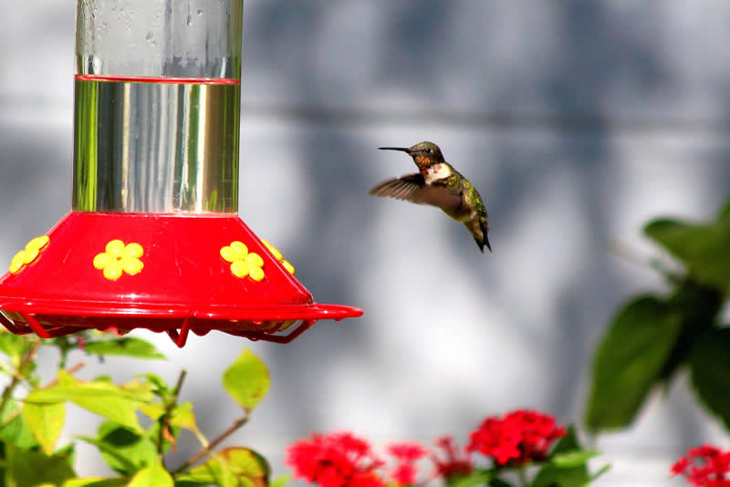 Photo of hummingbird at the feeder