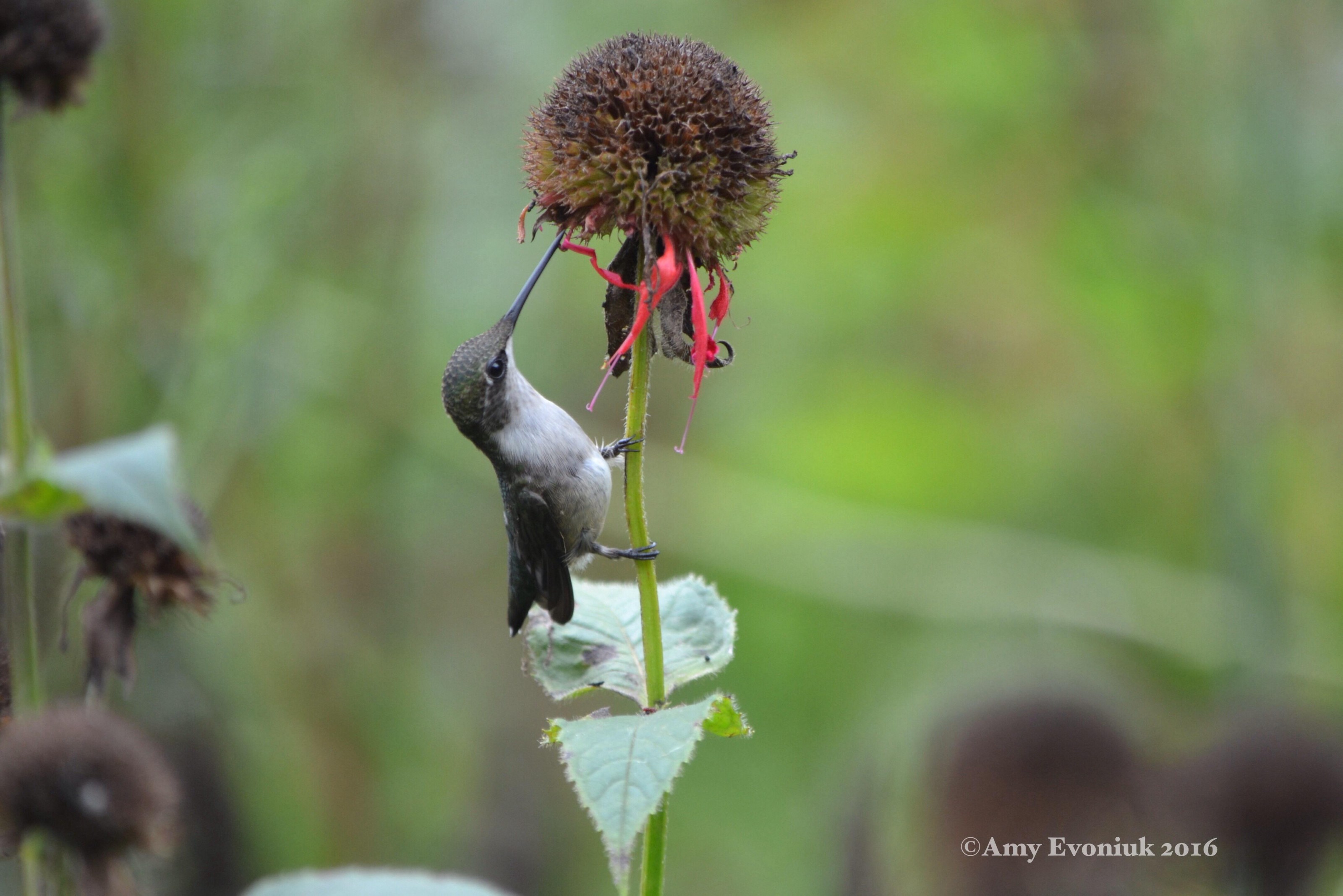 Photo of hummingbird nectaring on Monarda