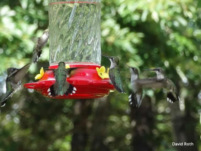 Photo of hummingbirds at a feeder