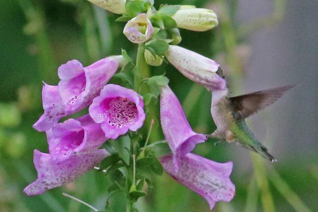 Photo of hummingbird nectaring on foxglove flower