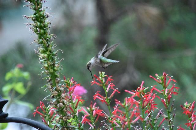 Photo of hummingbird nectaring on cardinal flower