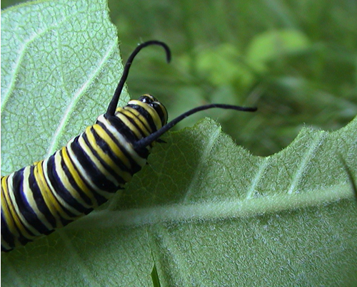 Monarch Butterfly Larva Eating Milkweed