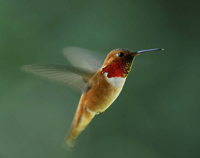 Photo of Rufous hummingbird gorget