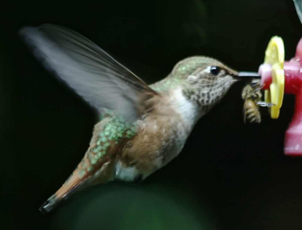 Photo of Rufous Hummingbird and a Bee