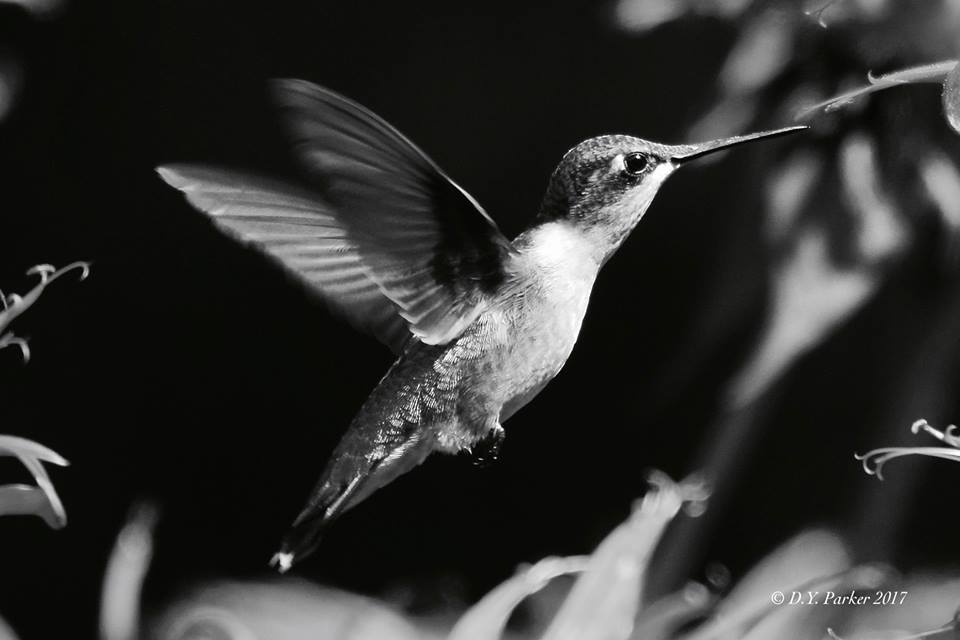 Ruby-throat nectaring