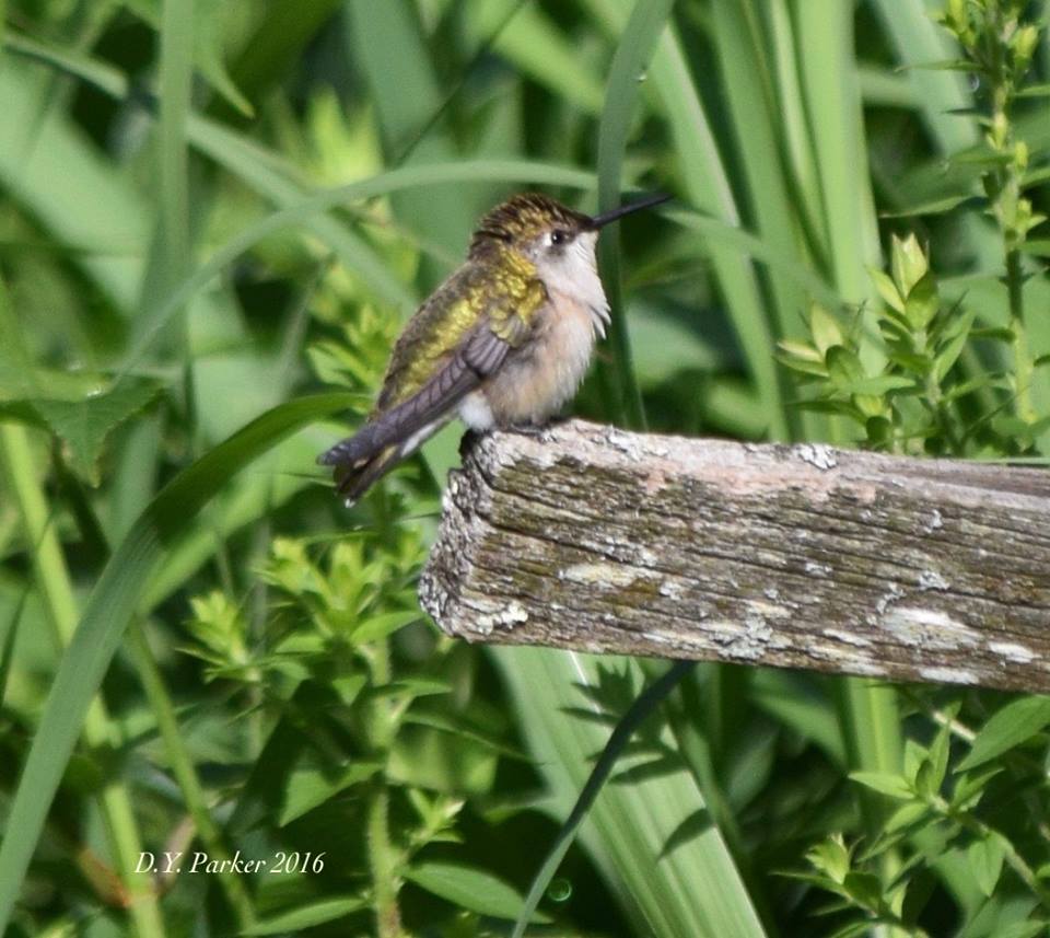 Photo of hummingbird fluffing feathers