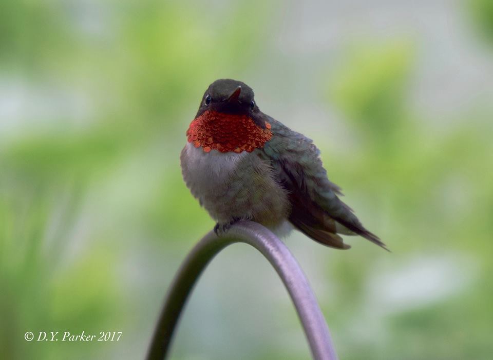 Photo of Ruby-throat gorget showing brightly