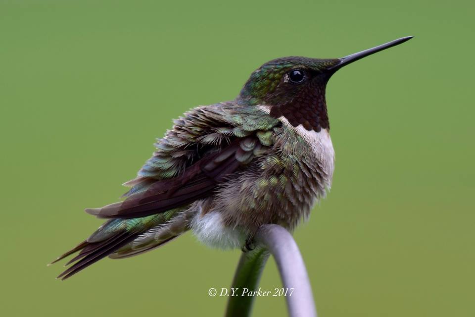 Photo of Ruby-throat gorget dark-colored