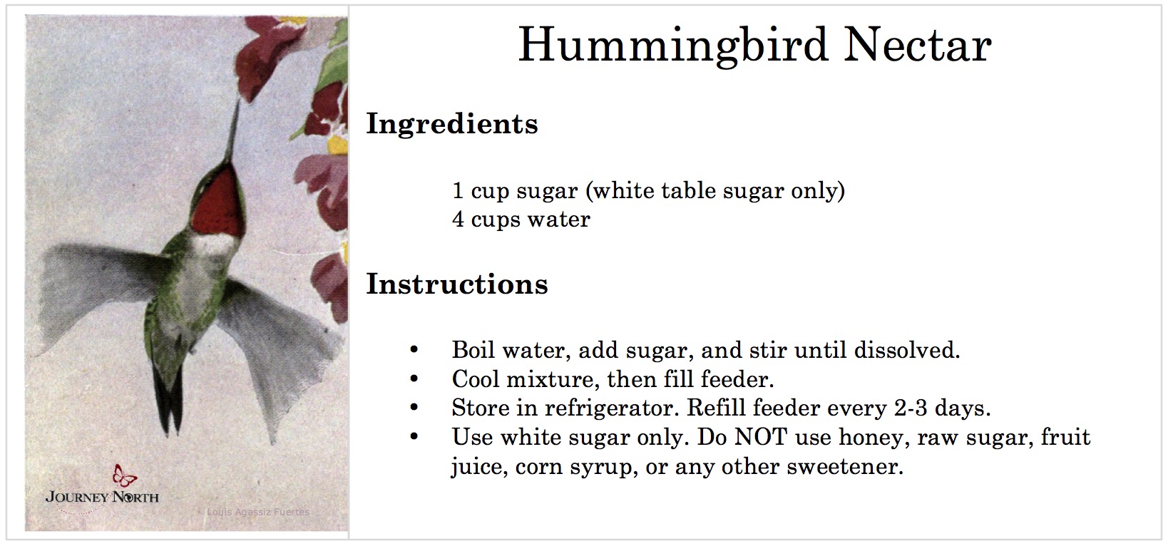 Photo of the recipe for hummingbird nectar