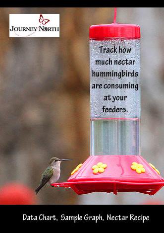 Photo of hummingbird feeder