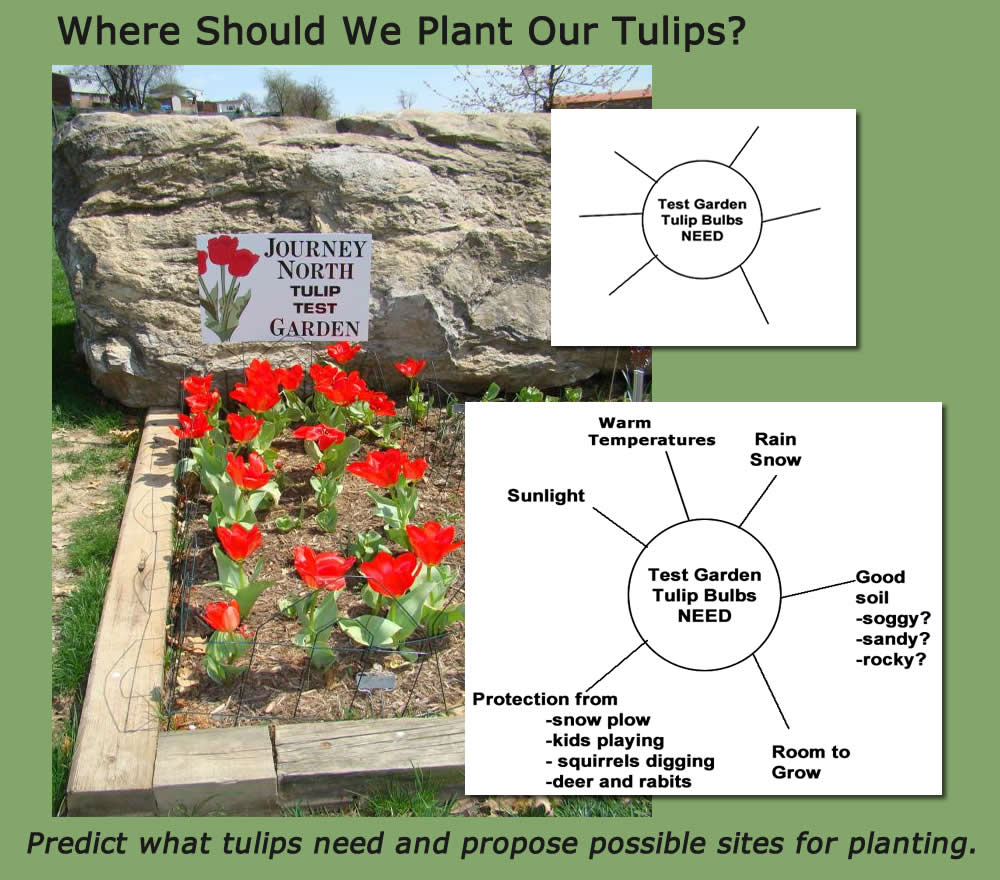 Infographic asking where should we plant?