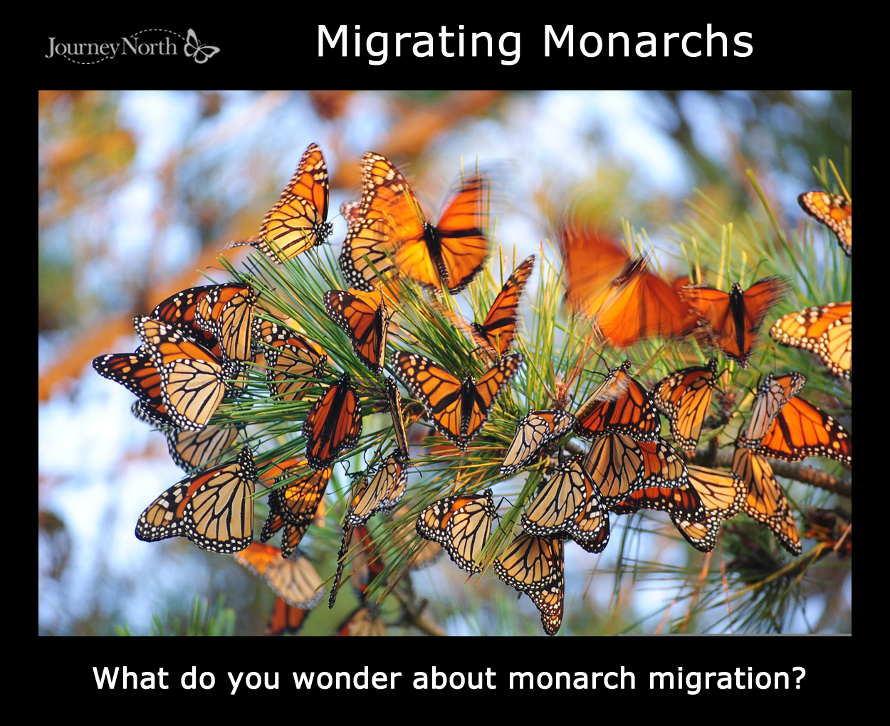 Infographic: What Do you Wonder about Monarch Migration