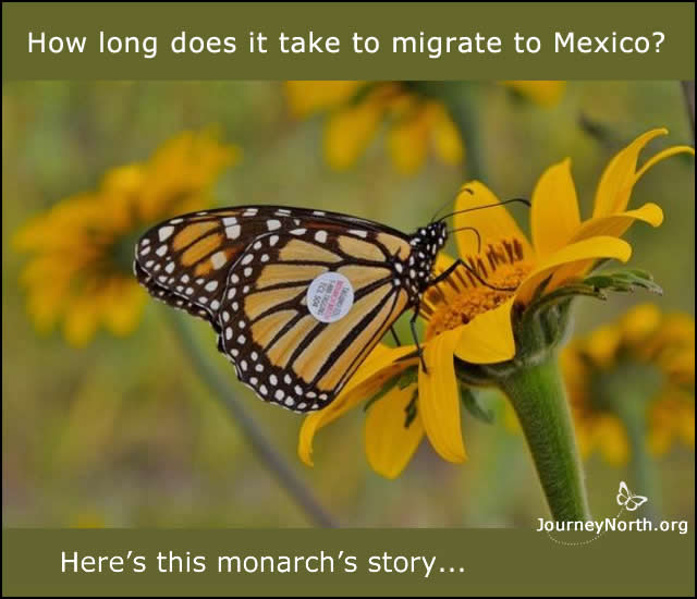 Image of a tagged monarch butterfly in Tamaulipas Mexico