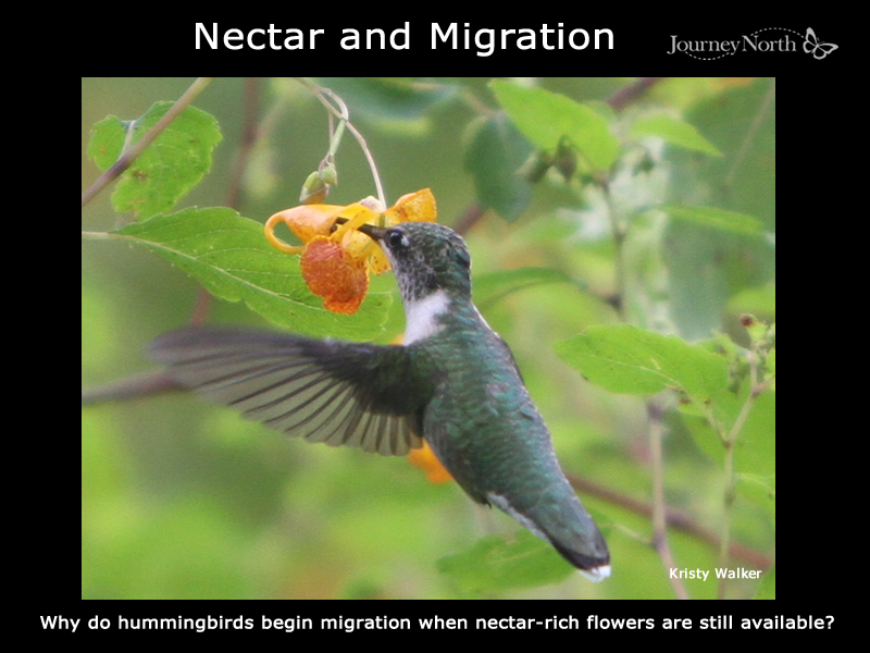 Hummingbird nectaring at jewelweed by Kristy Walker