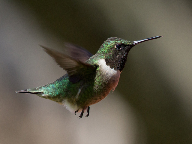 Image of male ruby throat by Laura Erickson