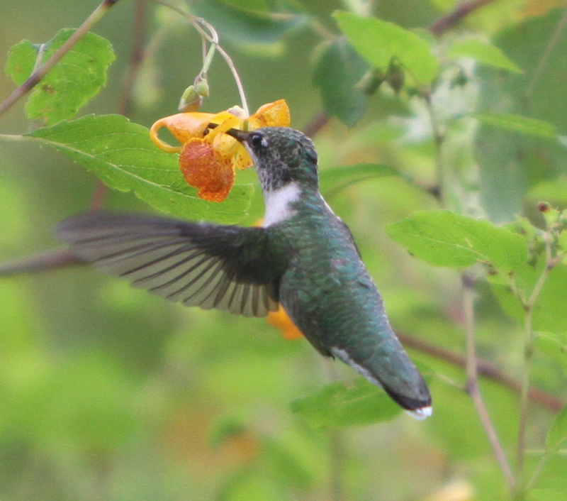 Photo of hummingbird nectaring on spotted jewelweed