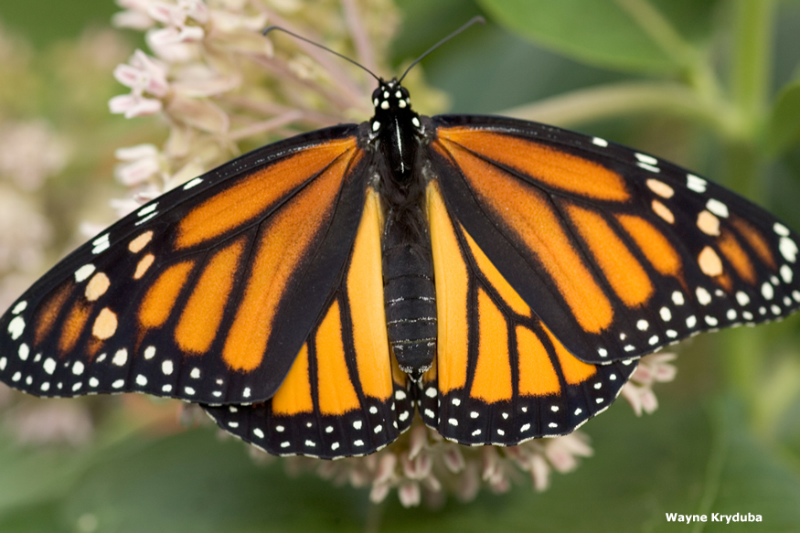 Monarch Butterfly Nectaring on Milkweed