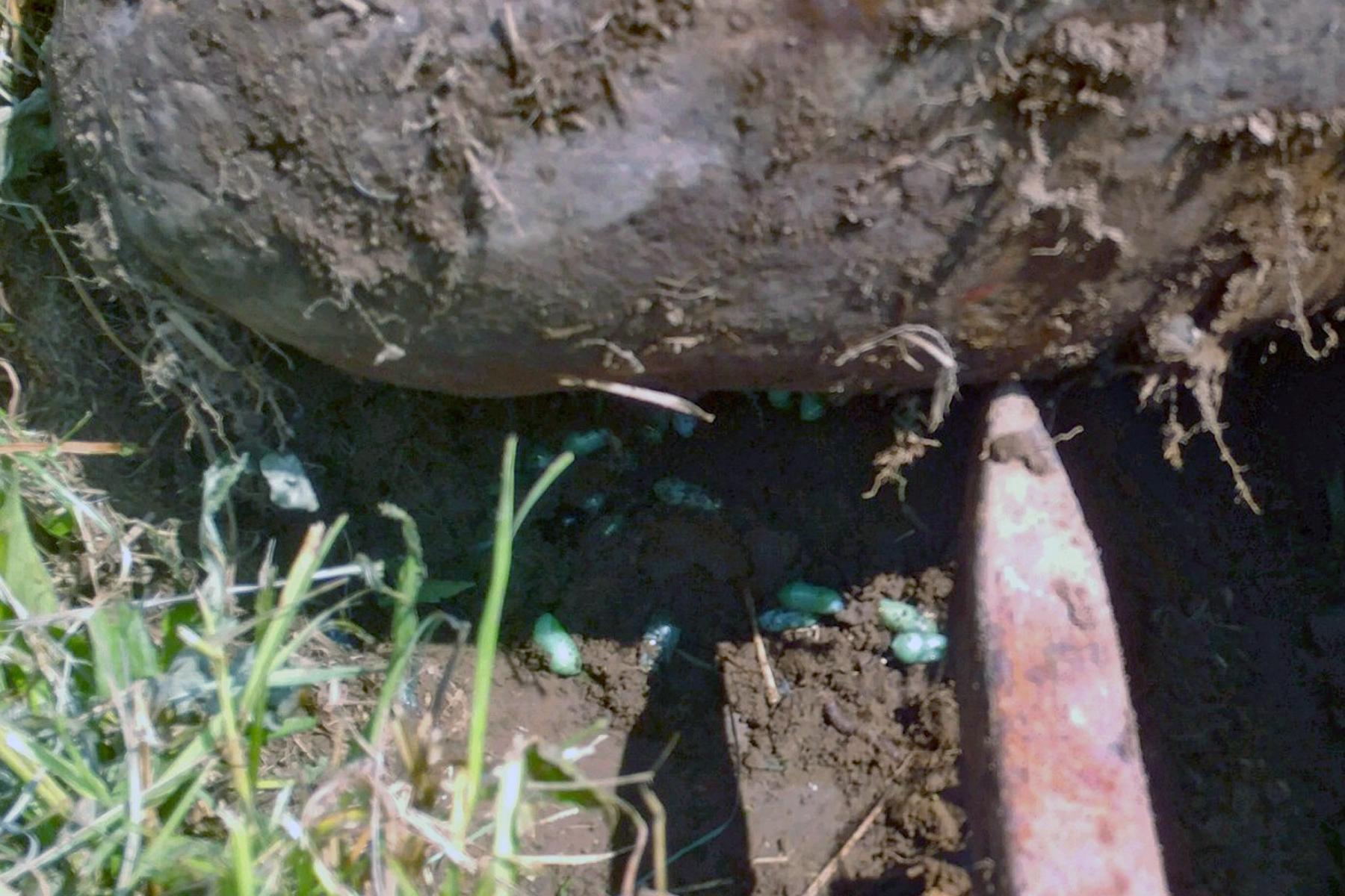 Monarch chrysalids under a rock