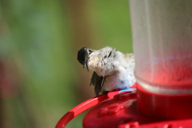 Preening by Dave Weaver