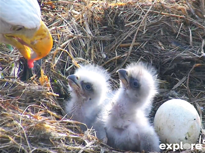 Bald Eagle chicks