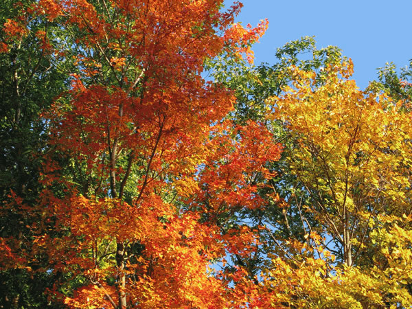 Colorful fall leaves