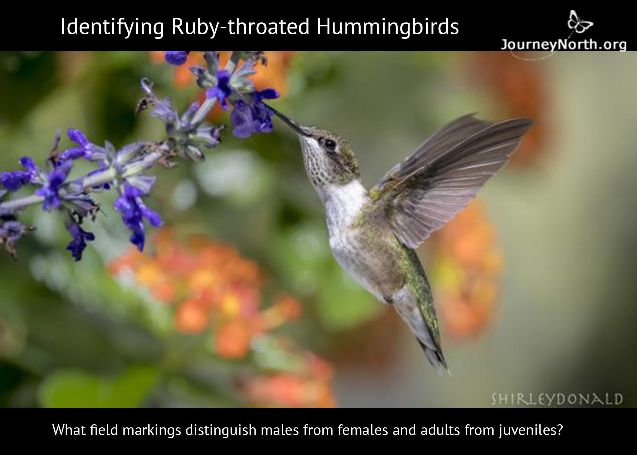 Male or Female? Adult or Juvenile?