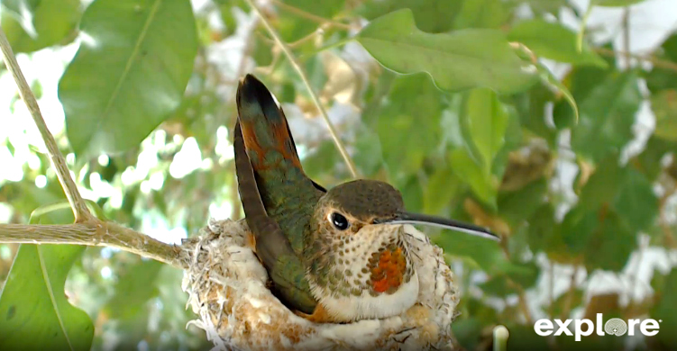 Allen's hummingbird sitting on a nest