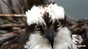 Osprey close up