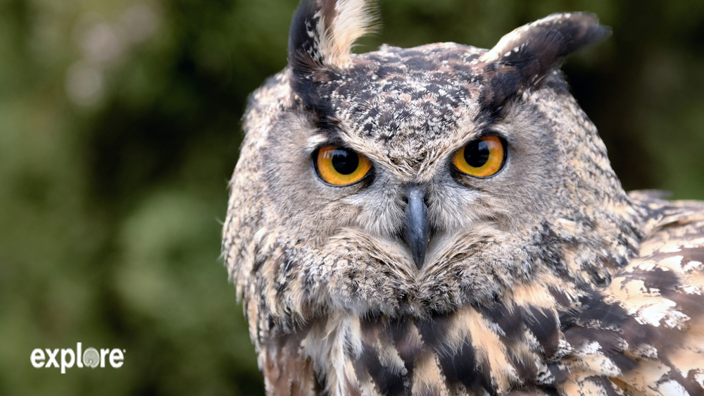 Great Horned Owl close up