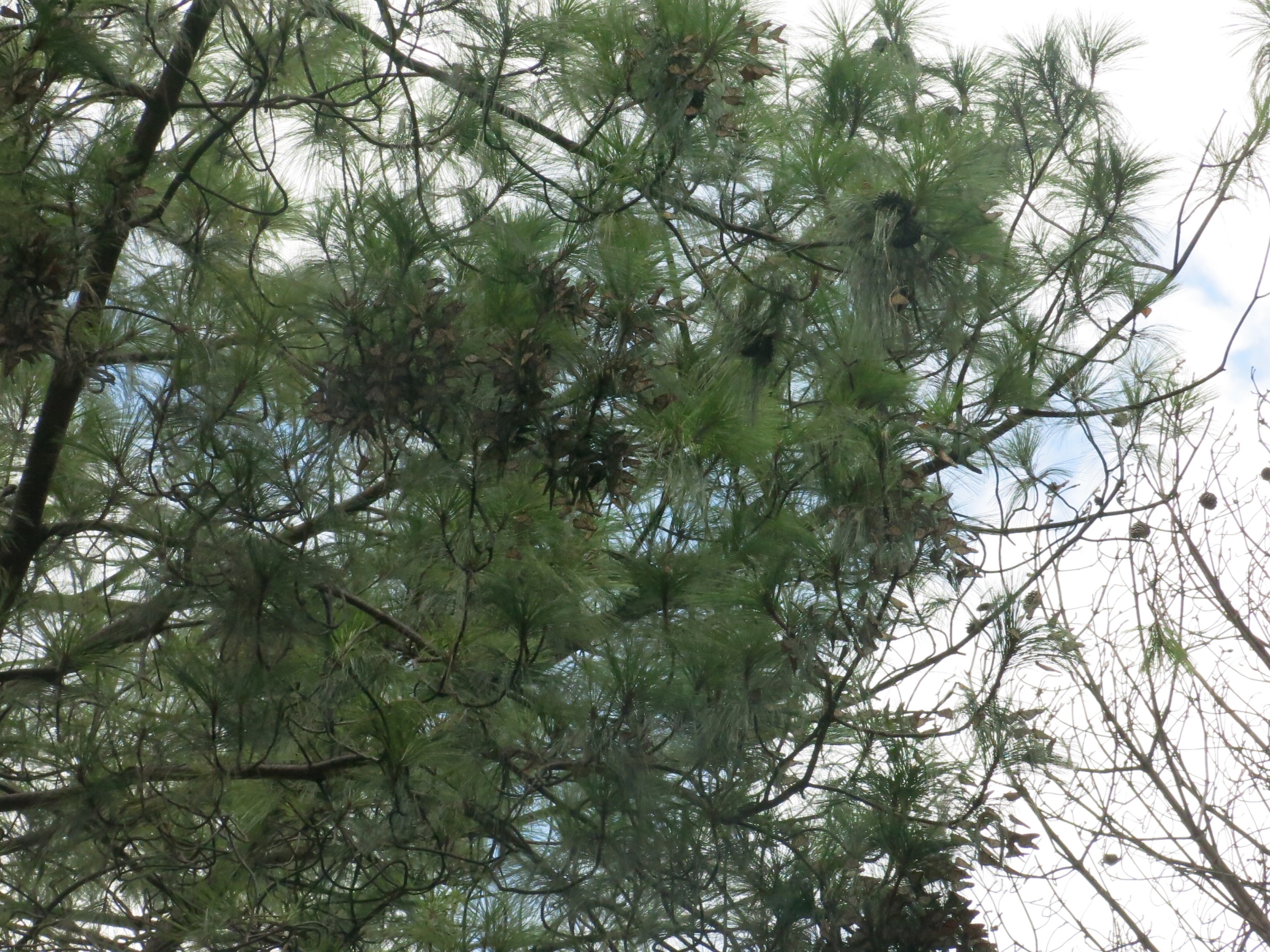 Clustering at El Cerrito