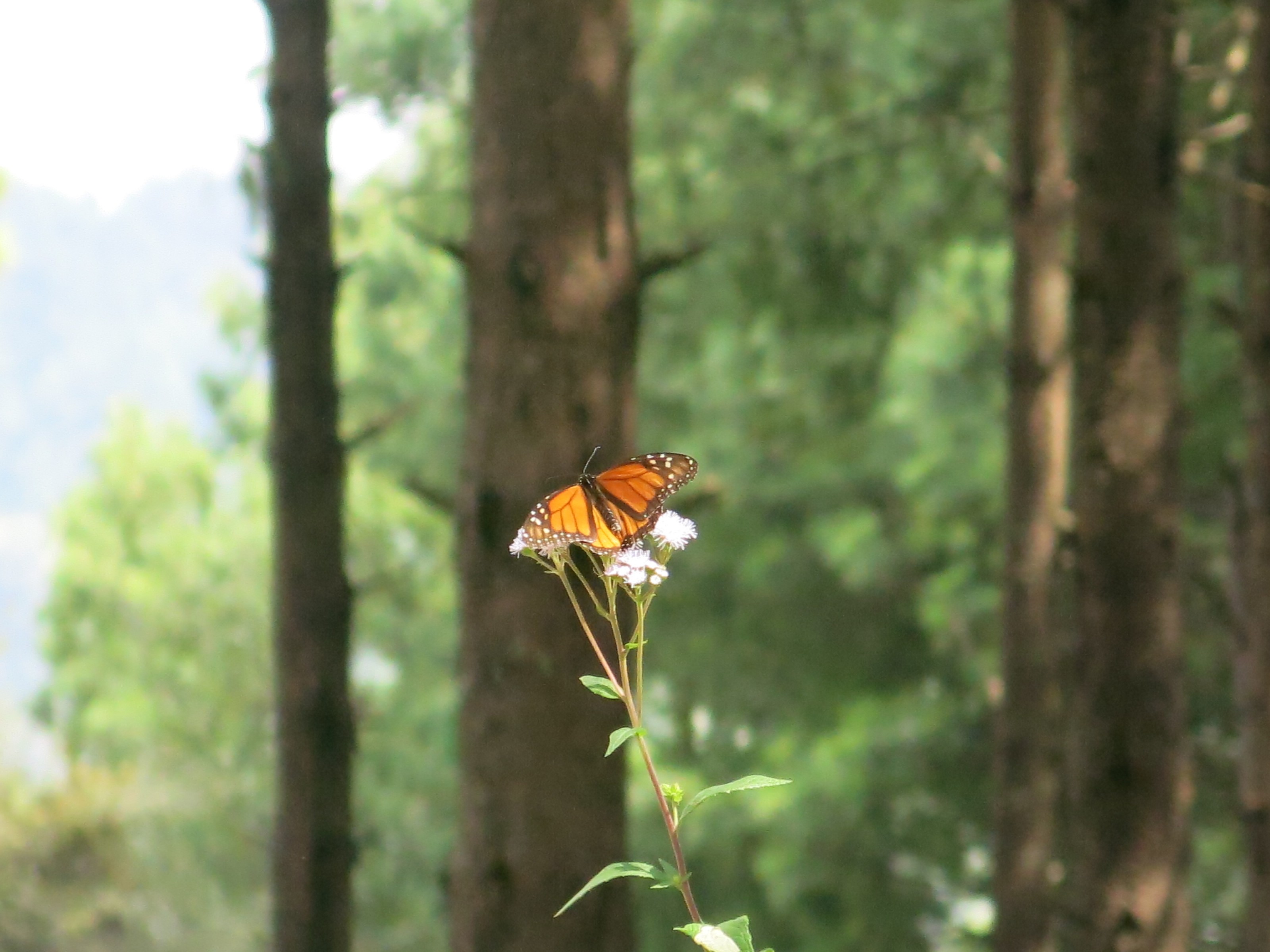 Nectaring Here and There