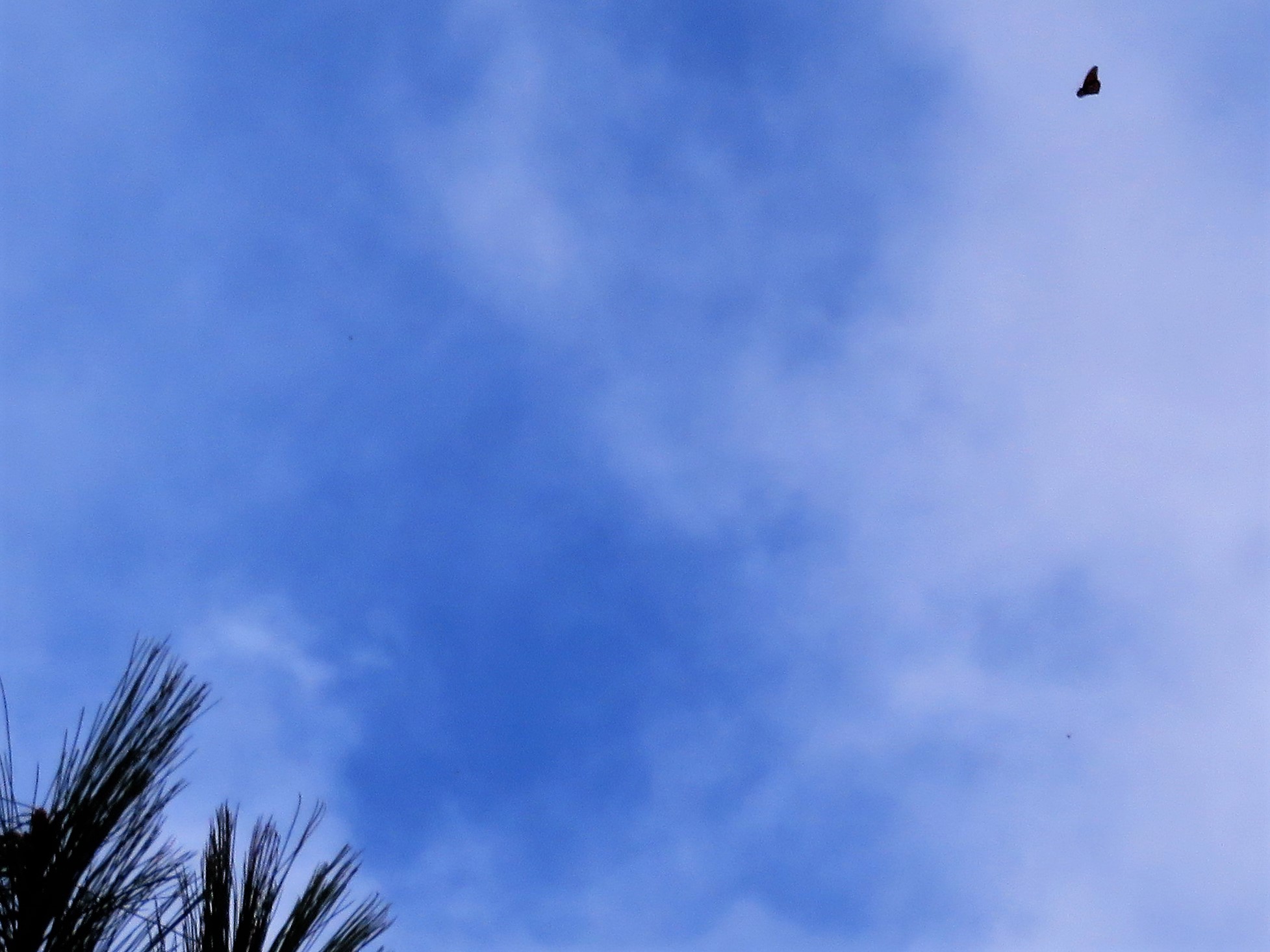 Monarchs Reach Cerro Pelon